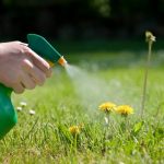 How Long after Weed Killer Can I Plant Grass Seed?